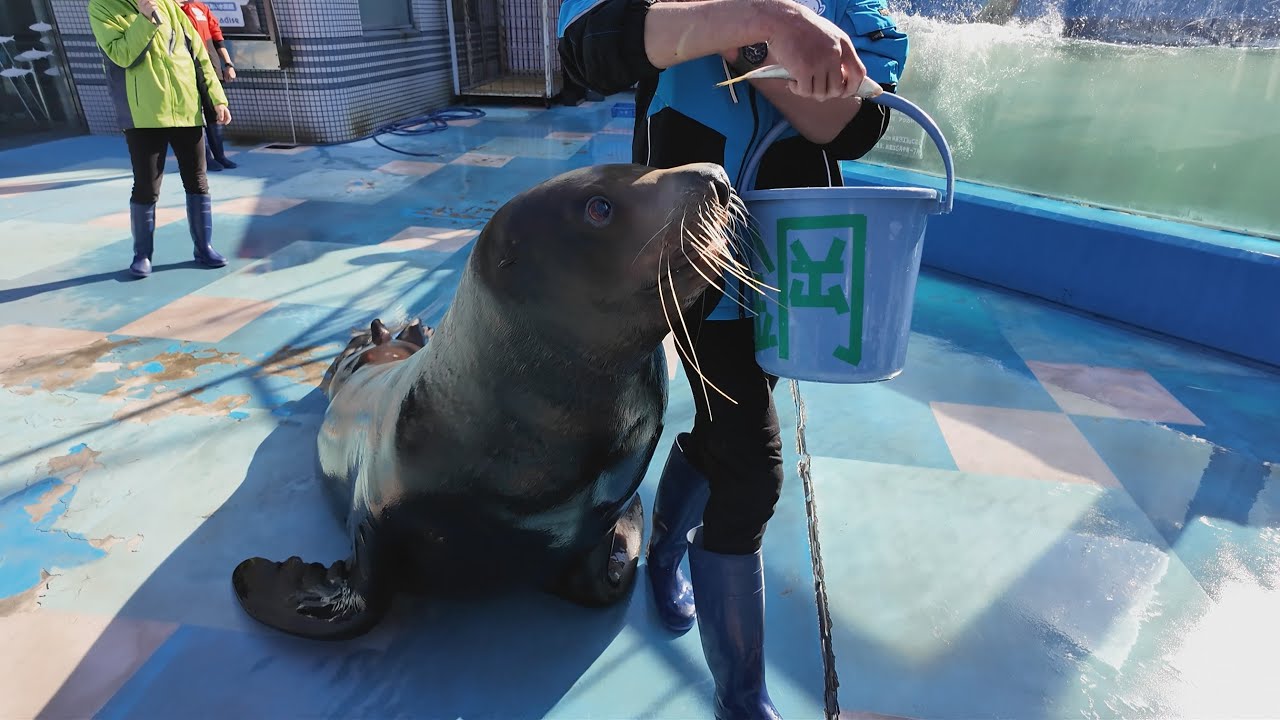 トドのお食事タイム　伊勢シーパラダイス　26.02.02