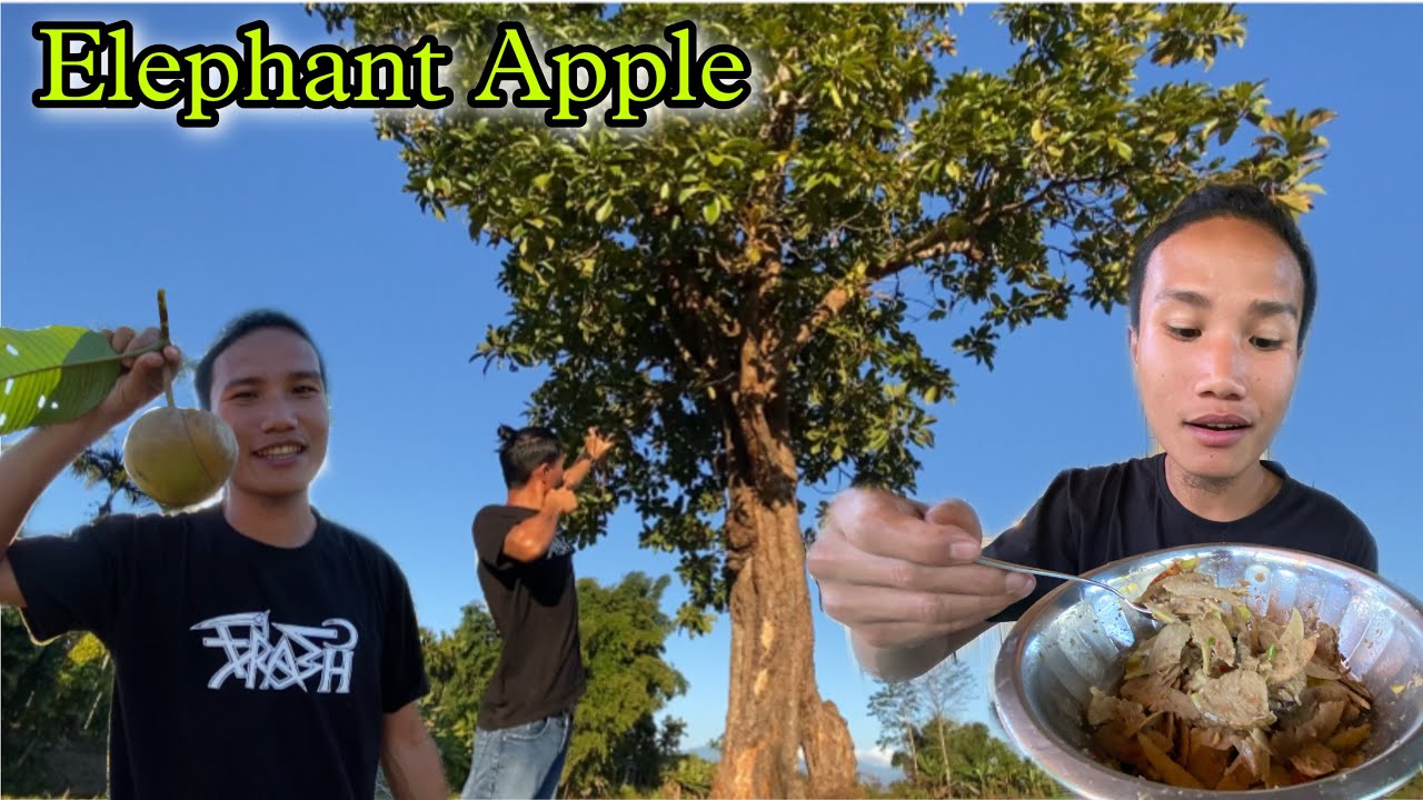 Elephant Apple Chutney With Chilly and Dry Fish || Wild Vegetable || Village Life