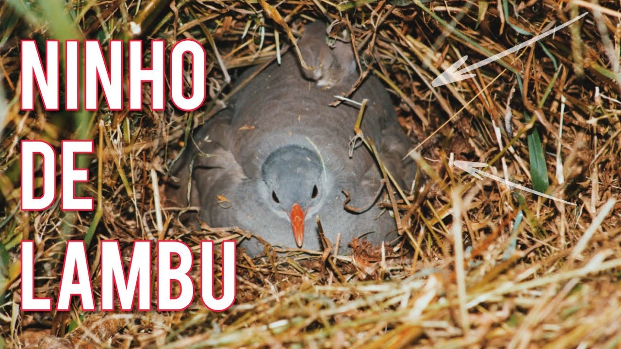 Encontrei vários ninhos de Lambu (Inhambu-chororó, nambu-pé-roxo)