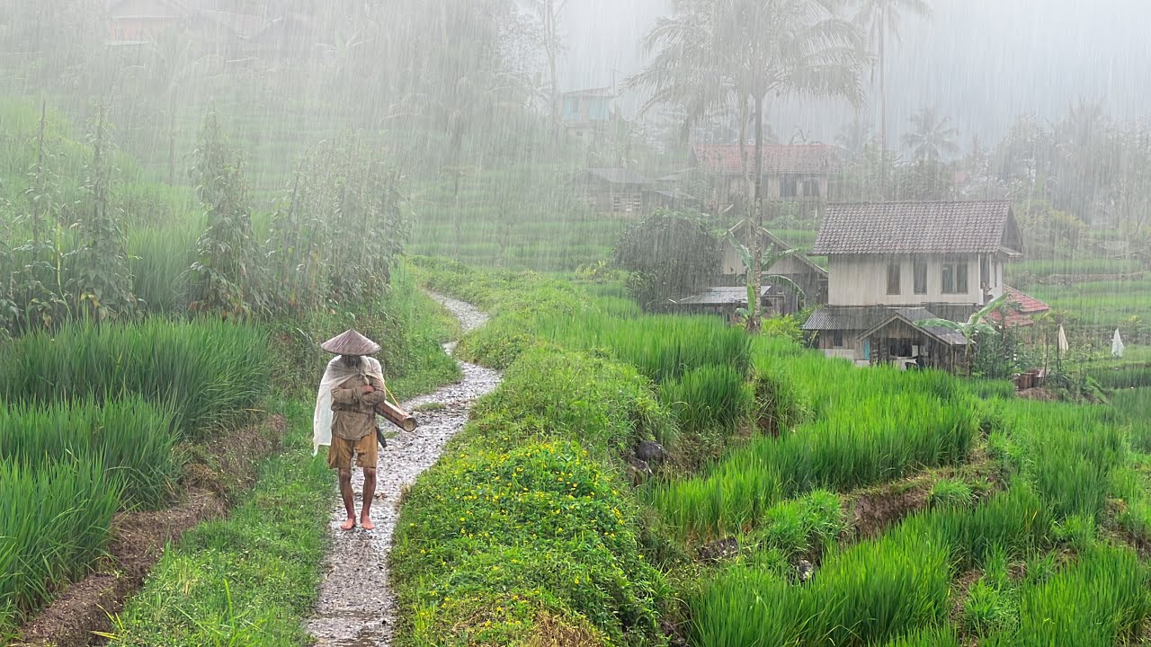 Disertai Petir!!, Tapi Bikin Betah. Hujan Deras Di Kampung Mengguyur Jawa Barat Cisewu Garut Selatan