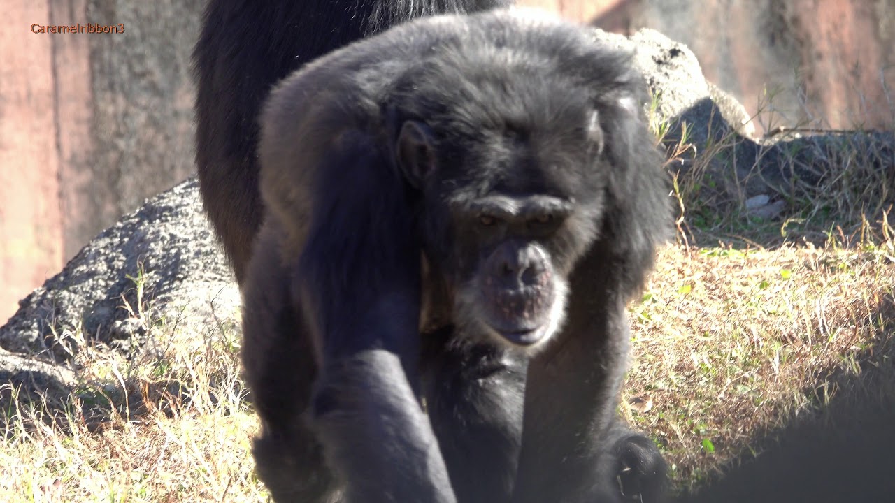 Dec 2019 Chimps at Toyohashi Zoo