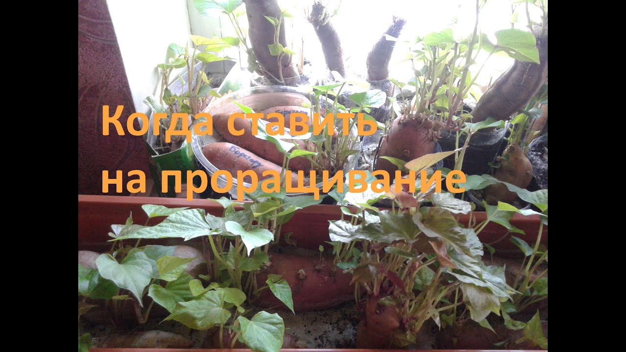 Когда высаживать батат на проращивание
