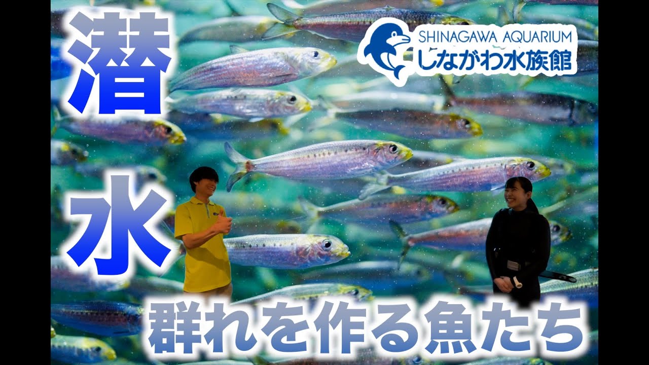 マイワシの水槽に潜ってみた@しながわ水族館