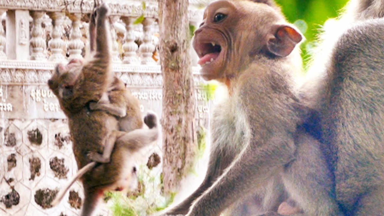 Pity On Mommy JINA....The Disable Monkey JINA Trying To Comfort & Grooming Her Son JOE That Crying