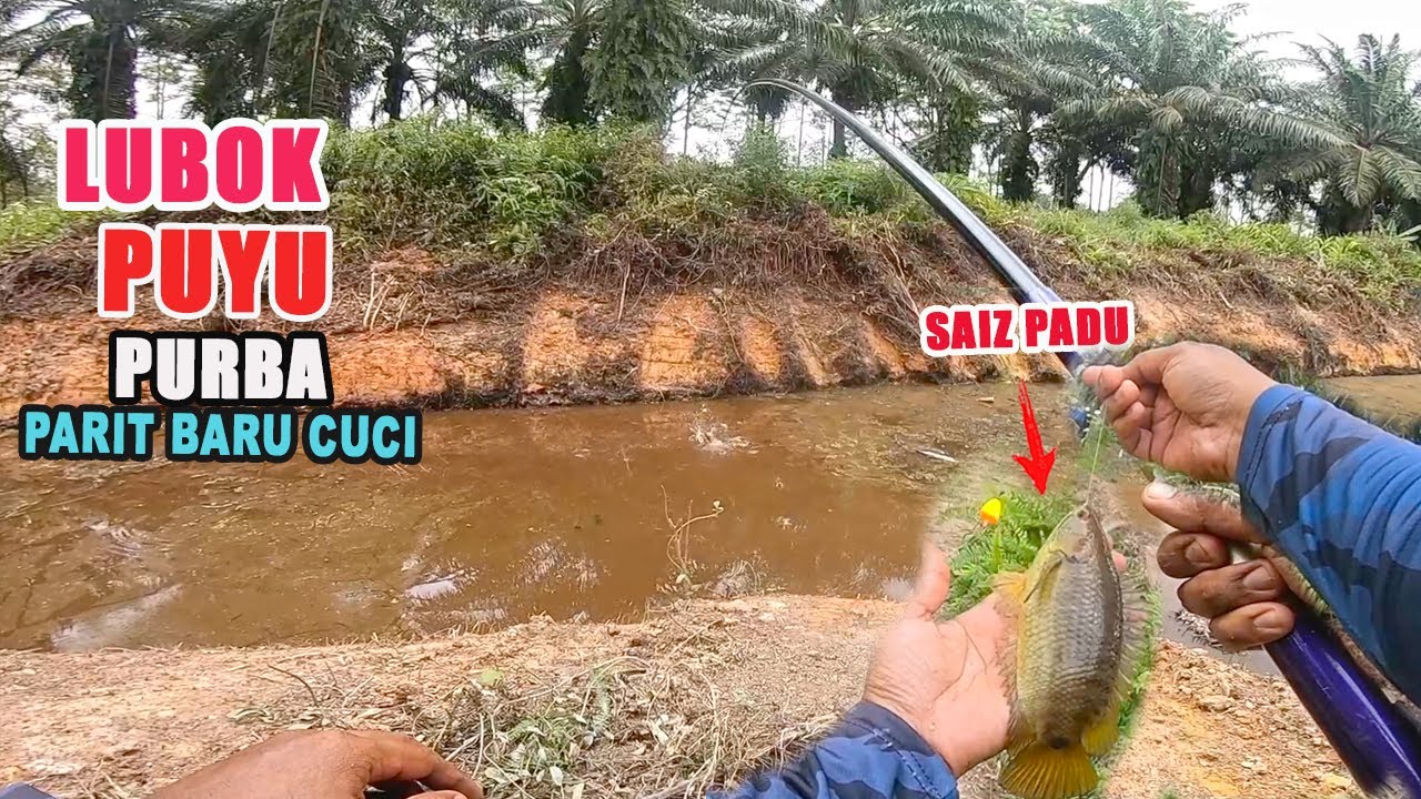 PUYU, HARUAN sini tak pernah jumpe CENGKERIK .. LAHAP MENJAMAH Umpan.@JamriFishing