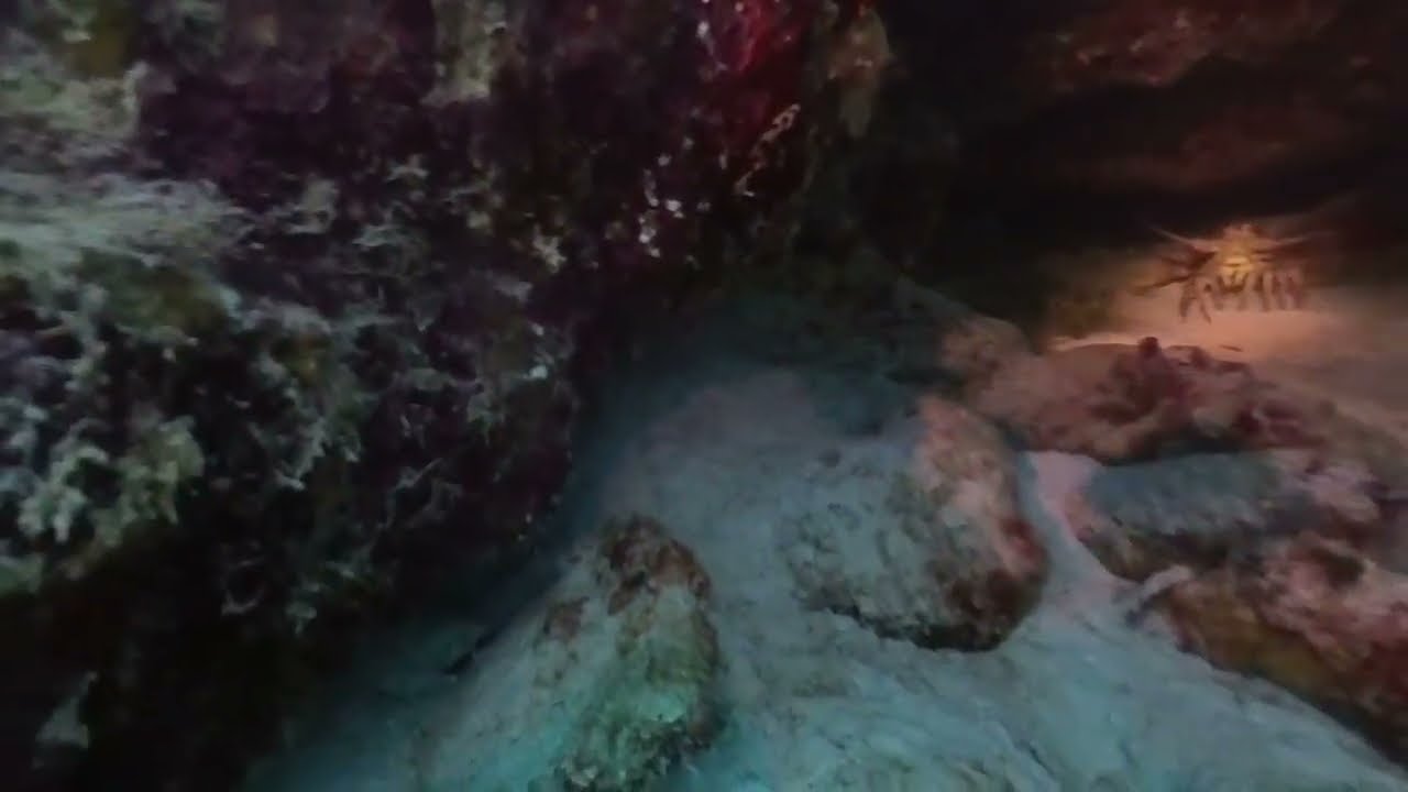 DD6 Grand Cayman Smiths Cove 8