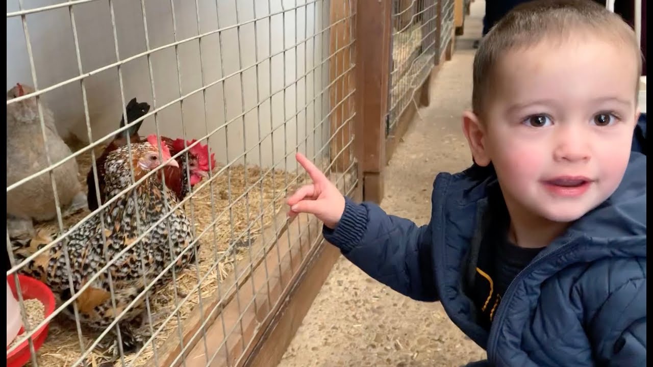 Old MacDonald had a Farm ! Kids Having Fun At Farm