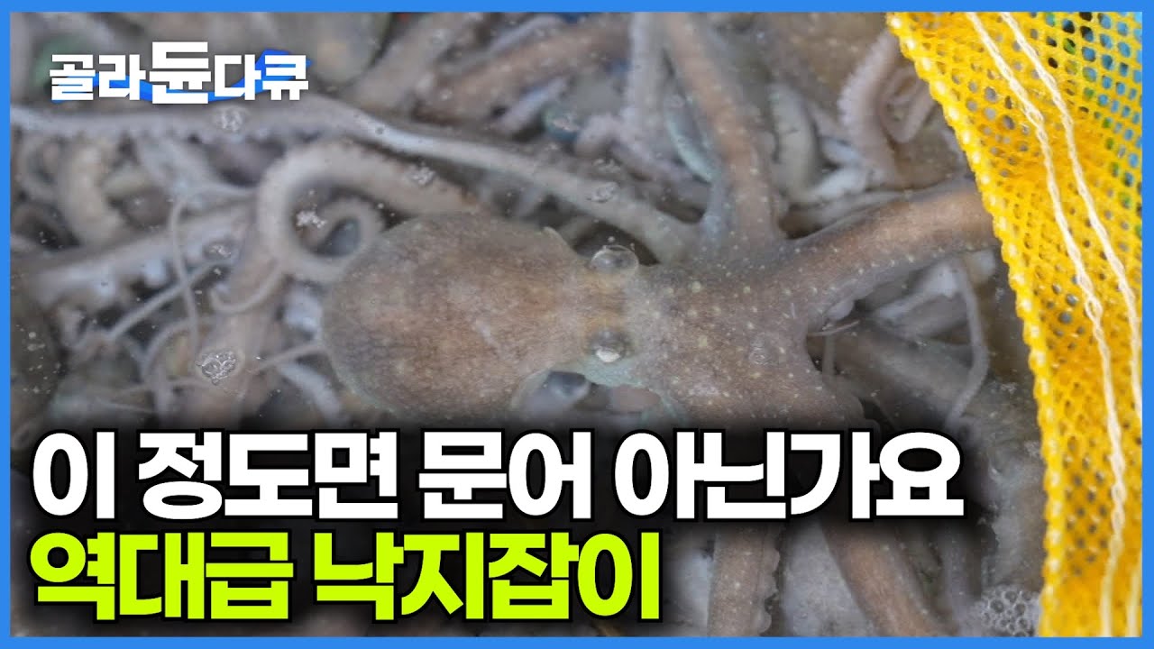 갯벌 위에서 50년동안 낙지만 잡았다. 손기술 하나로 평생 먹고사는 낙지 달인｜극한직업｜#골라듄다큐
