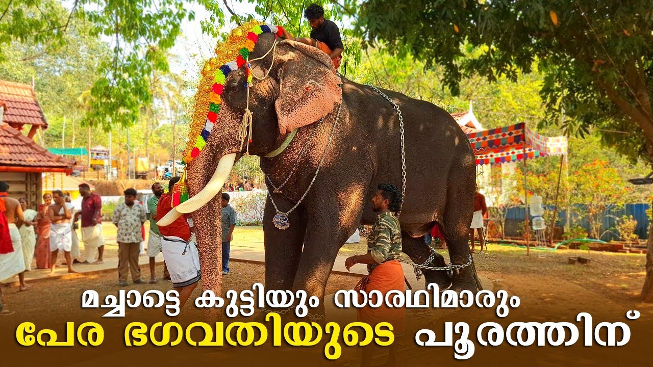 Machad Dharman Pera Bhagavathy Pooram 2026 🤩 | Machad Dharman Latest | Pera Bhagavathy Makarachovva