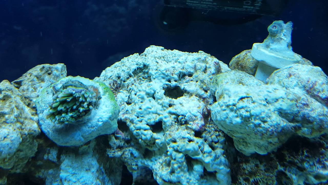 Acuario marino..euphylia y zoanthus