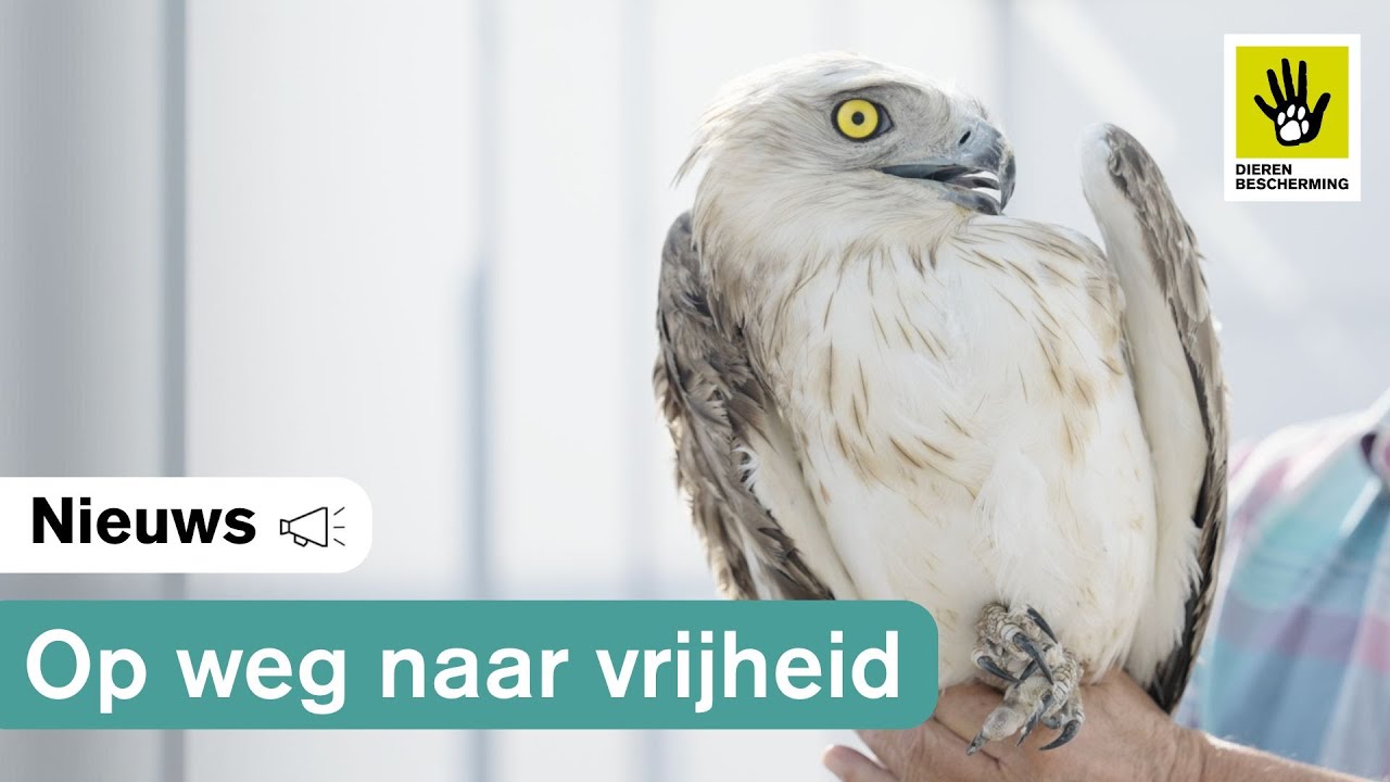 Slangenarend keert terug naar vrijheid 🦅