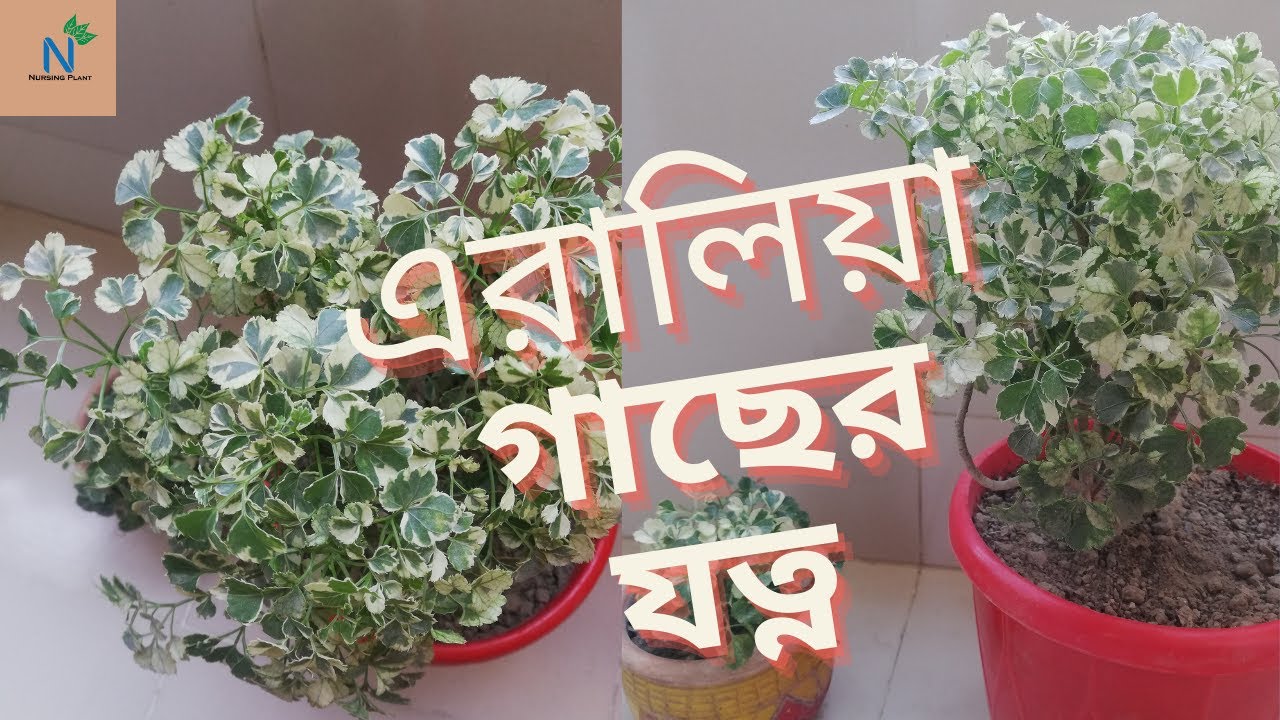 এরালিয়া গাছের যত্ন ও পরিচর্যা আমি কিভাবে করি ।।।।।