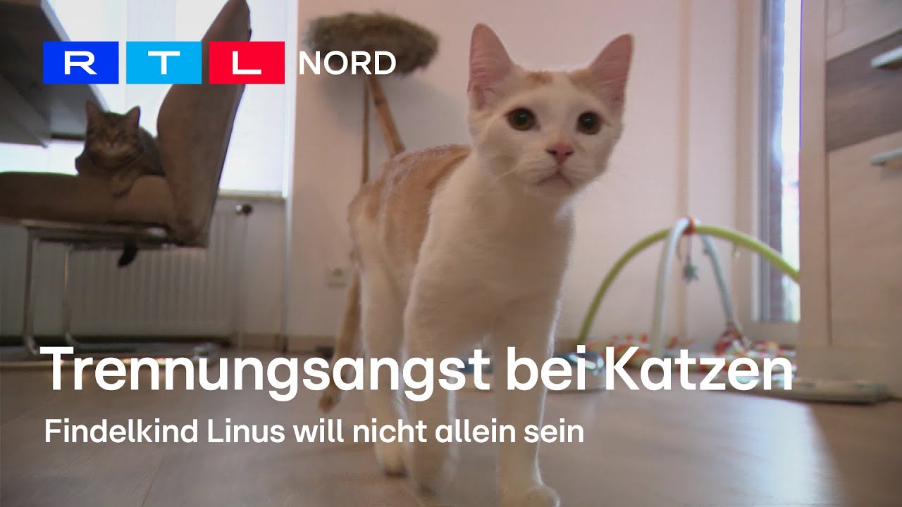 Mit welchen Tipps Katzenpsychologin Svenja Kater Linus hilft