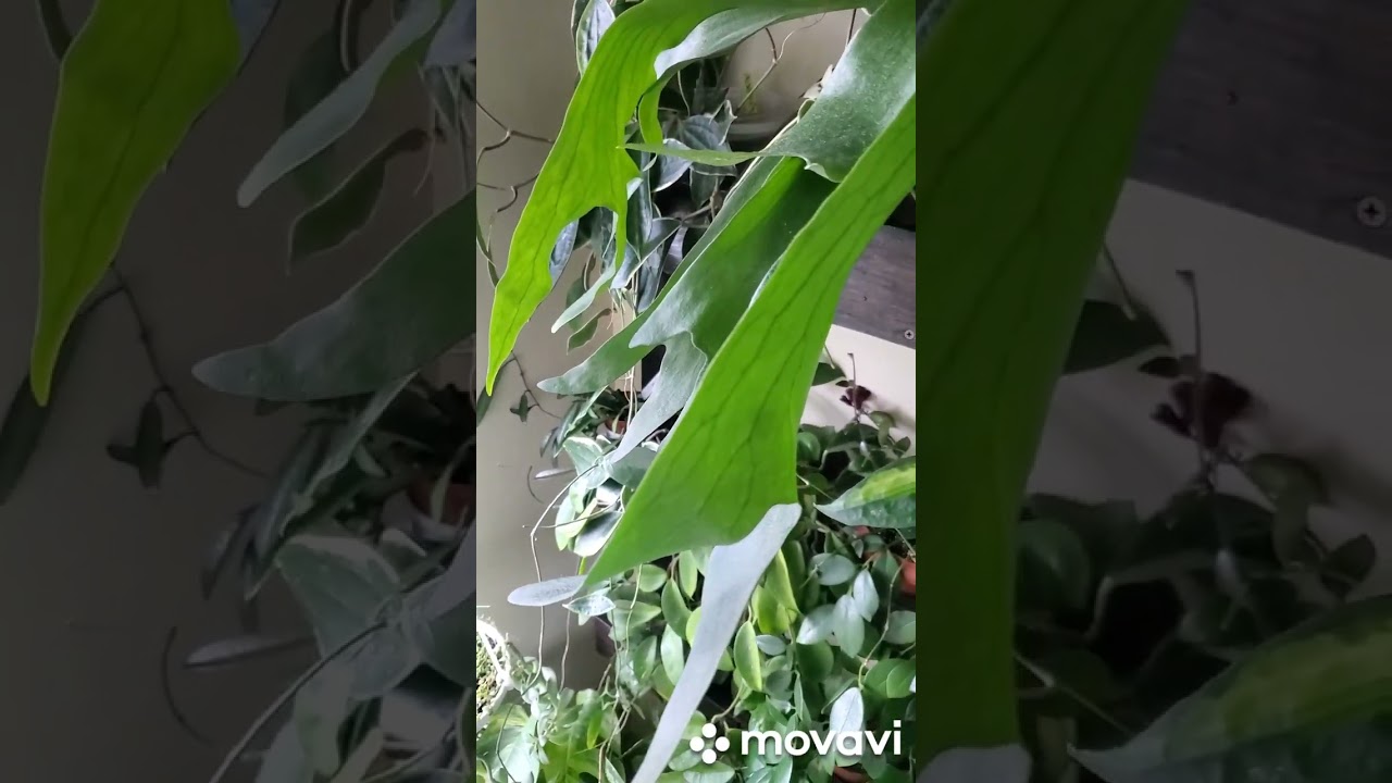 Пришла полить цветочки и решила снять для Вас видео