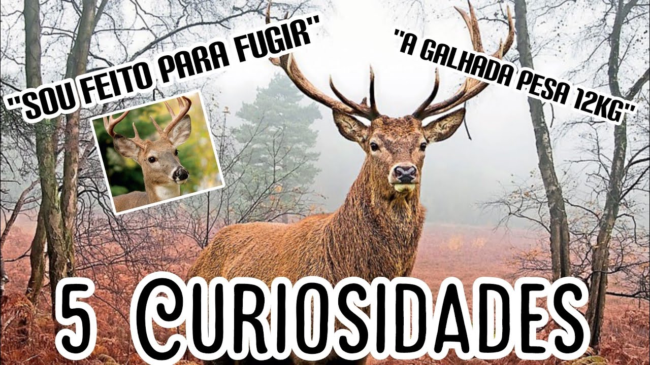 Quais são as espécies de cervo?/5 curiosidades sobre os cervos/ Curiosa mente - animal