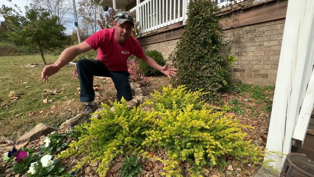 It's Worth a Grow:  All Gold Juniper