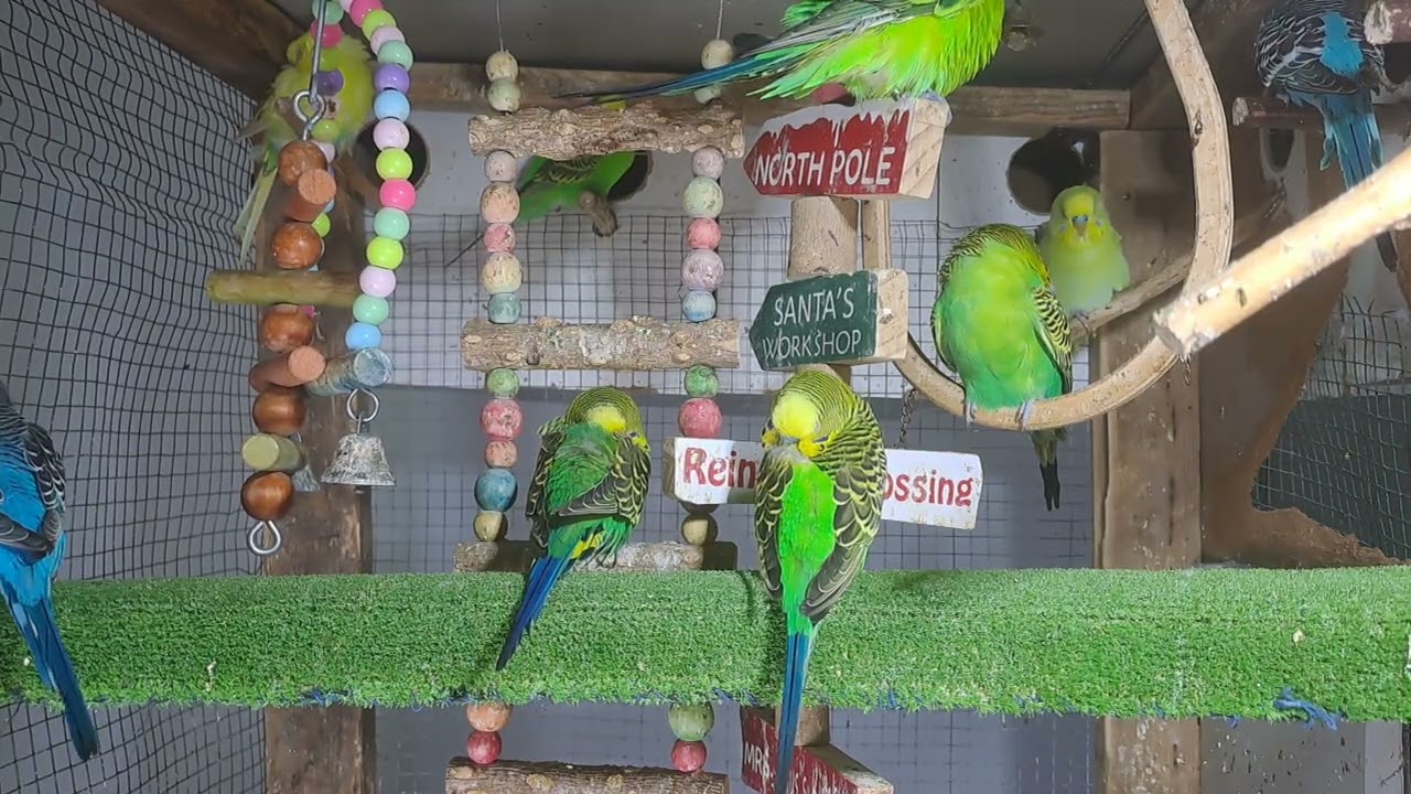 “This parrot knows all the words 🗣️🦜 #BirdTok”