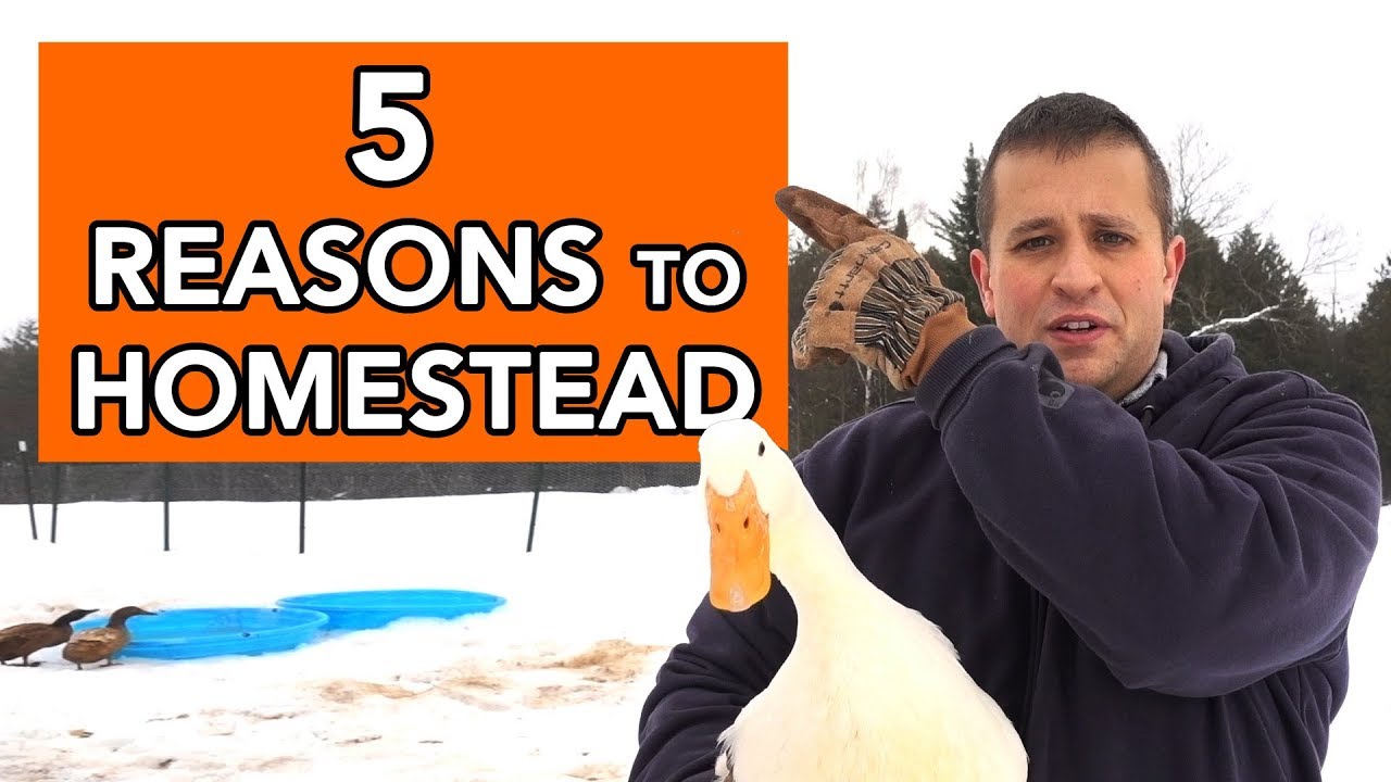 The Five Reasons Why We Homestead (And how we want it to end)