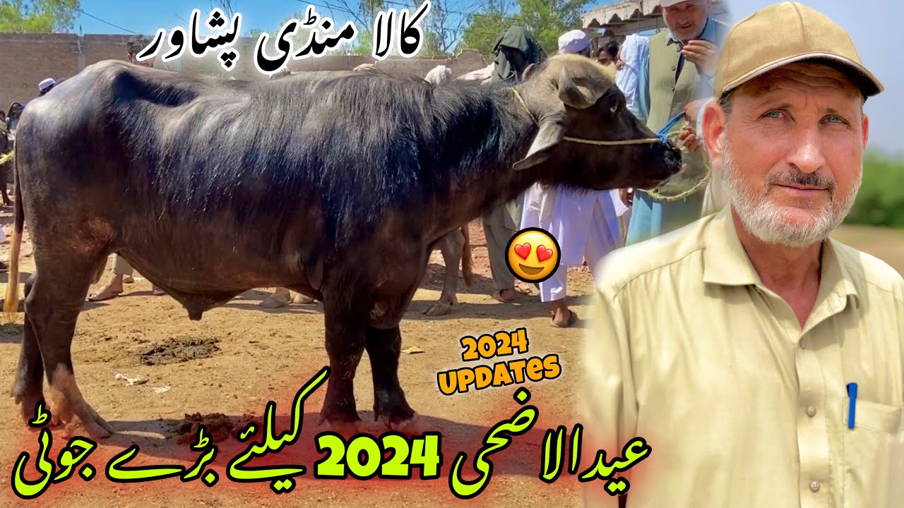 Kala Mandi Peshawar New Updates 7/5/2024 | Joti Mandi Kala | Peshawar Mandi | Khyber Social Tv