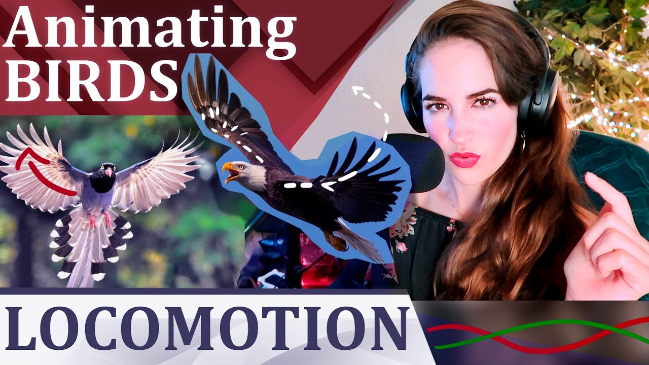 Animation: Bird Locomotion // Flying Bio-mechanics Study