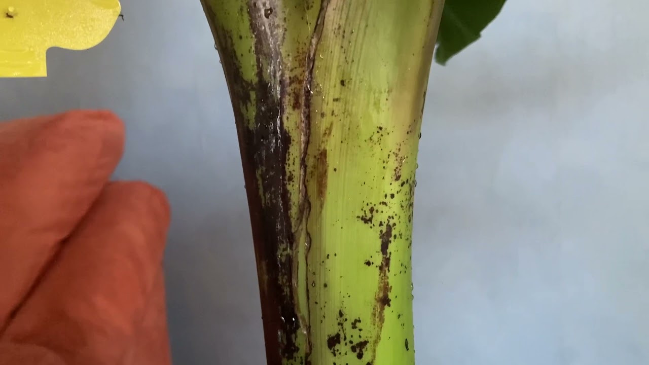 Bananenplant- schoonheidsbehandeling
