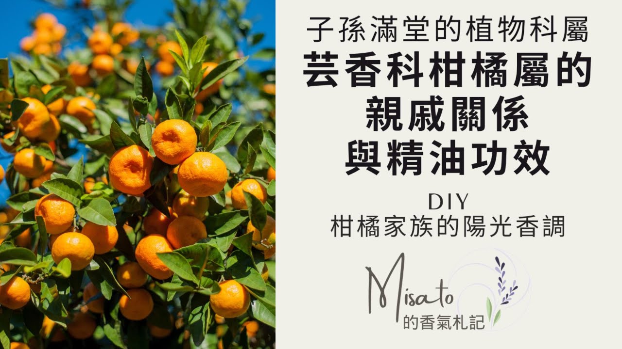 別再搞錯佛手柑的真實身分了！一次釐清芸香科柑橘屬精油家族到底是什麼關係，看清楚英文品名再購買唷！