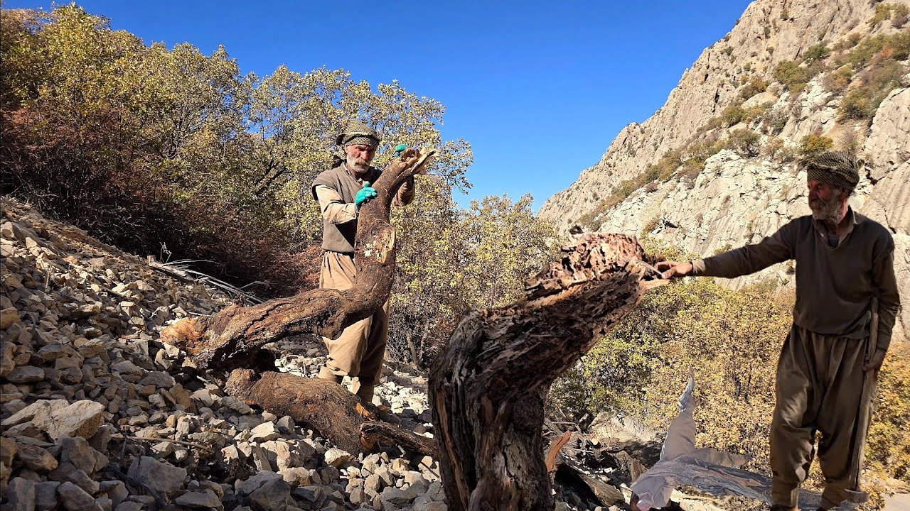 Nomadic Life: As the cold autumn weather arrives, Jahangir stores firewood with hardworking hands