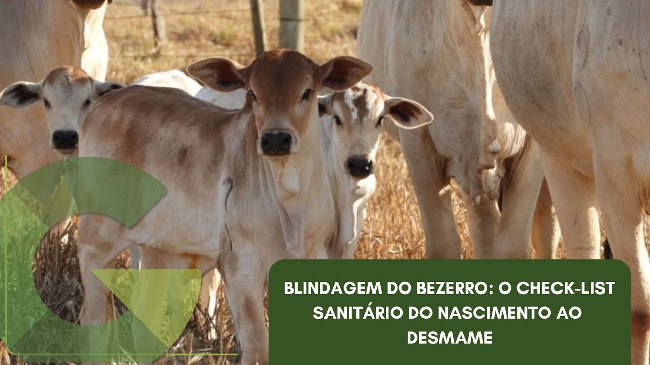 BLINDAGEM DO BEZERRO: O CHECK-LIST SANITÁRIO DO NASCIMENTO AO DESMAME