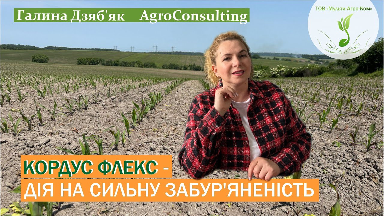 КОРДУС ФЛЕКС: страховий захист кукурудзи, особливості застосування, дія на сильну забур'яненість