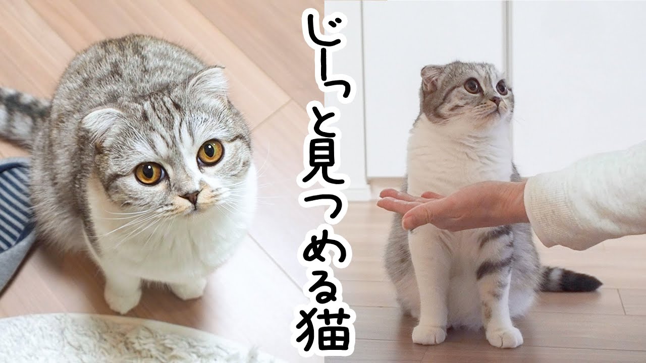 見つめる顔が可愛い！要求が控えめな猫と気持ちが読めない飼い主［スコティッシュフォールド・ぐう］