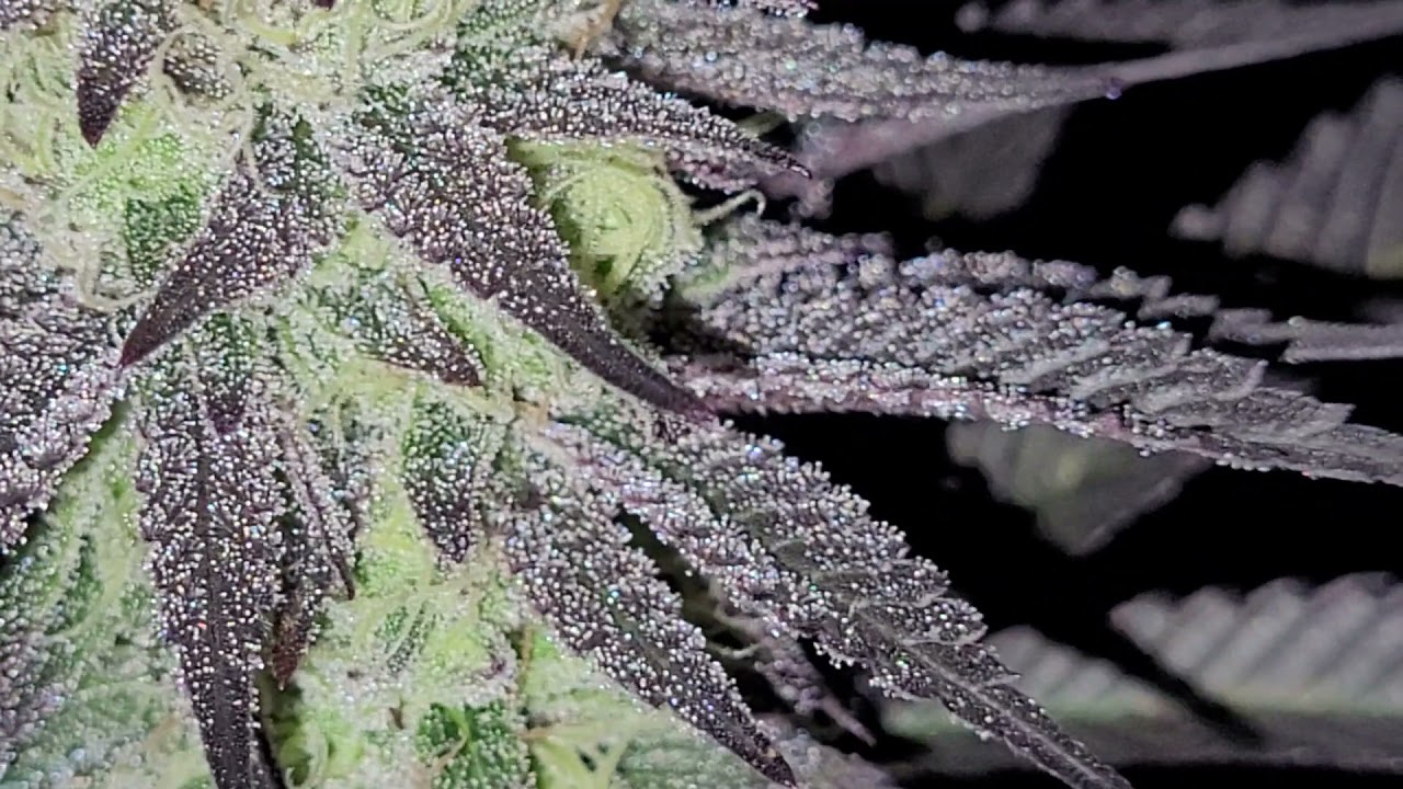 New update chem 91x grease monkey begin of week 7 flower