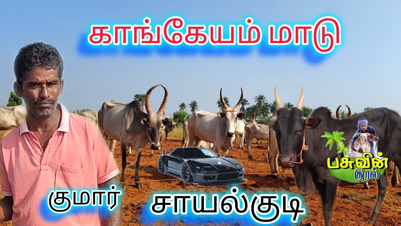 காங்கேயம் மாடுகள் 
