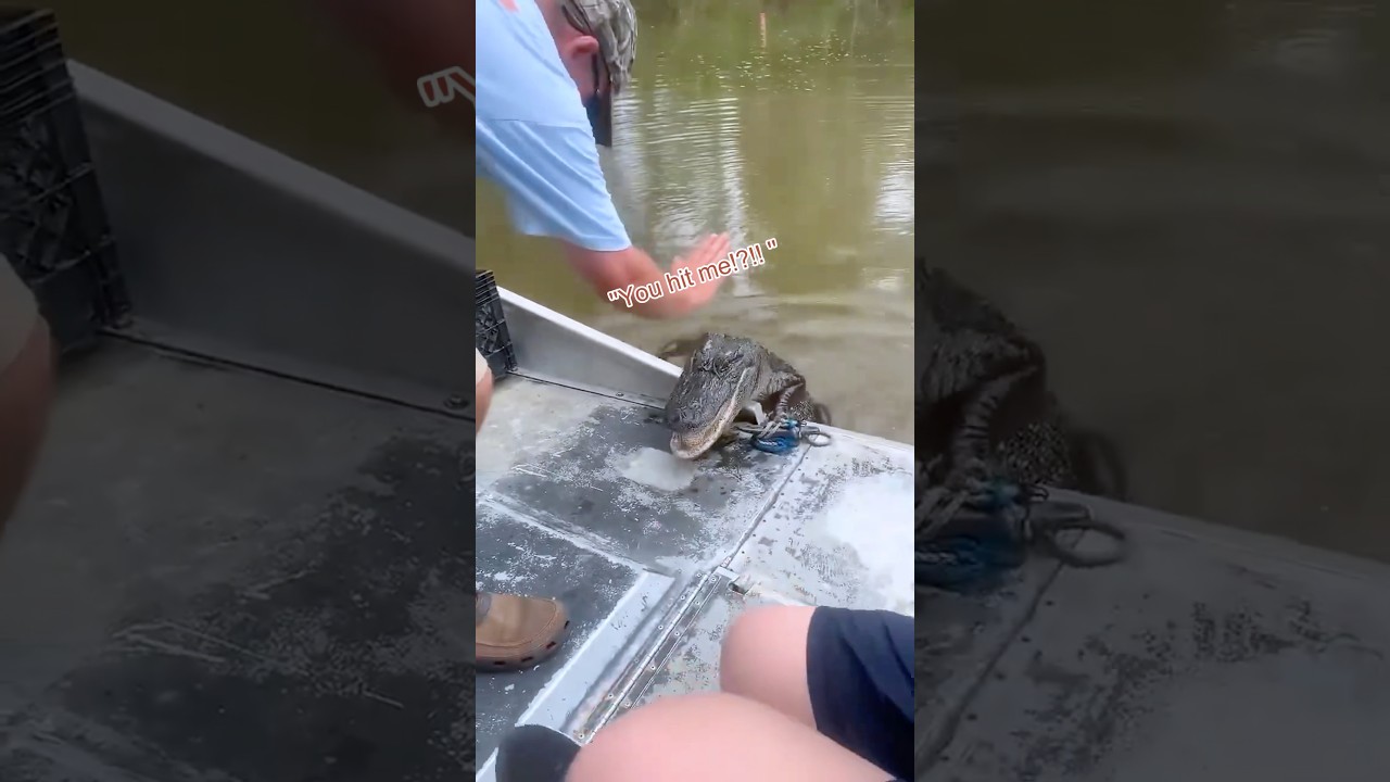 Alligator vibes: calm&hellip; until not#Crocodile #ApexPredator #WildlifeTok #NatureIsMetal #FYP