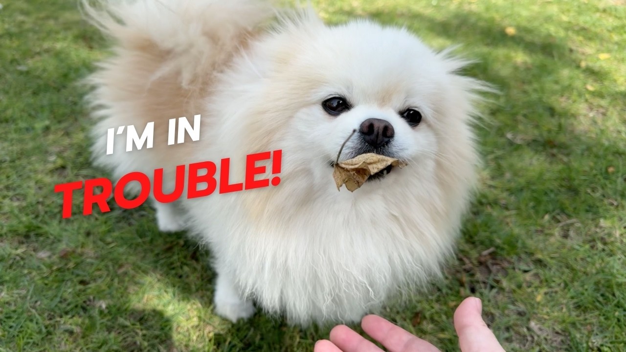 Unbe-Leaf-able! Tokyo the Pomeranian Caught in the Act