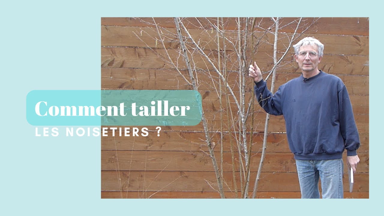 Comment tailler les noisetiers ? - Monjardindansleslandes