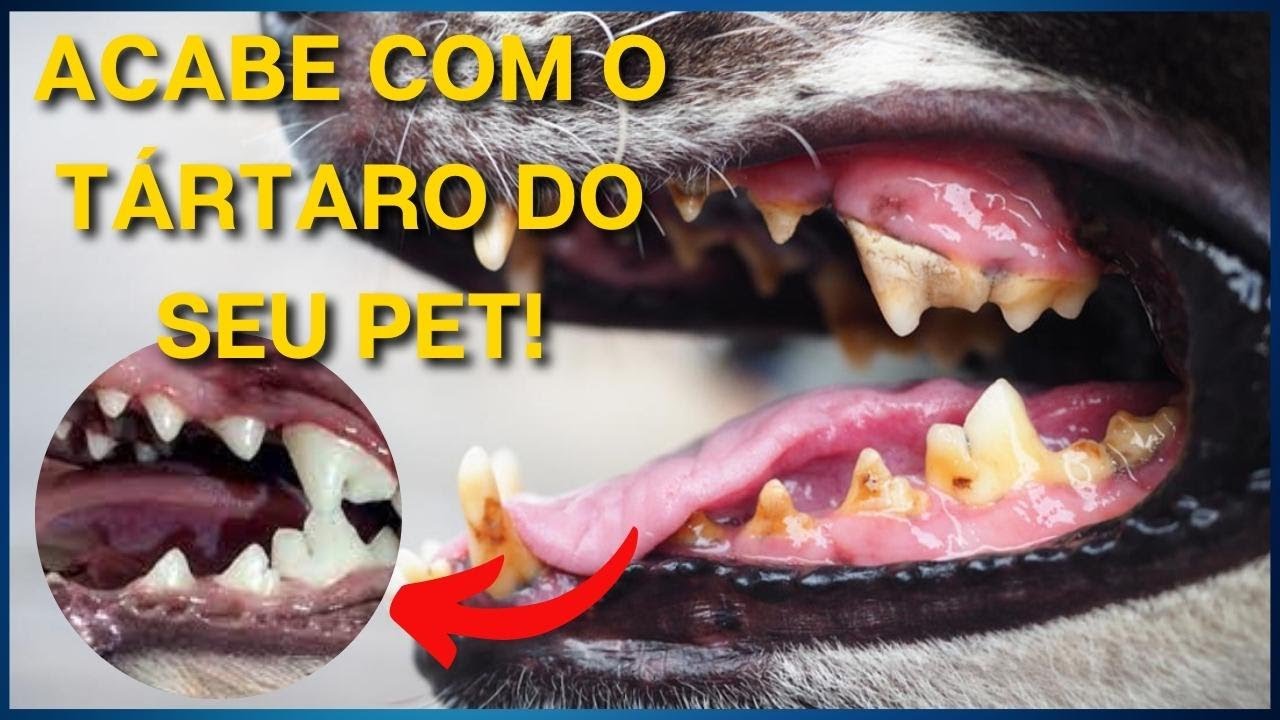 FAÇA TUDO EM CASA. FAÇA ISSO E NUNCA MAIS RETIRE TÁRTARO EM CACHORRO E GATO