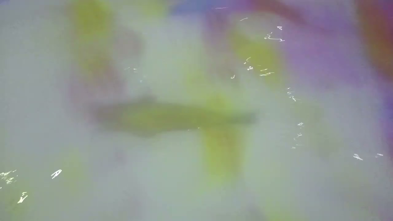 teamLab Planets TOKYO DMM (3/13)