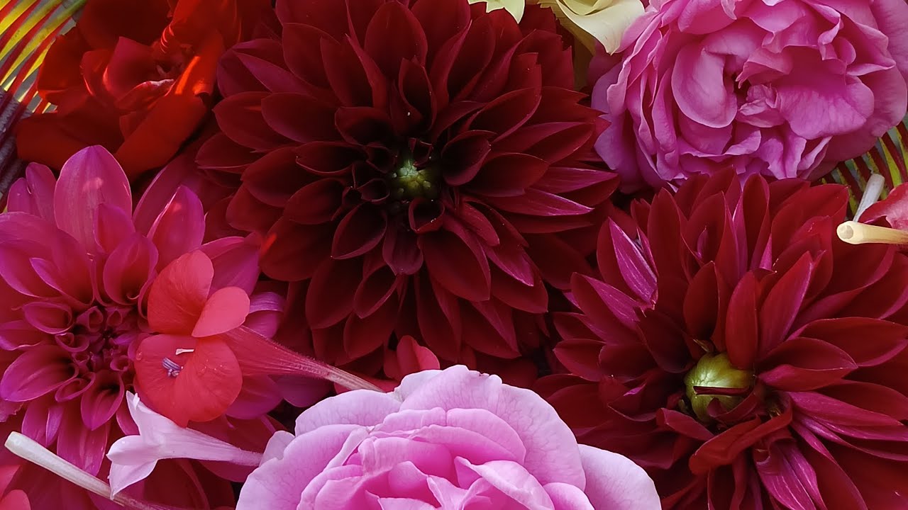 ரோஜா செடி நட்டு 2 நாட்களில் கொடுக்கும் உரம் / Rose Care Tips in Tamil/@mjterracegarden4935 