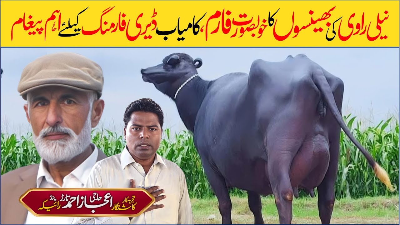 Mega Milk Yield Secrets! Nili Ravi Buffalo Care with Phalia's Expert, Haji Ijaz Tarar Raika | 2025