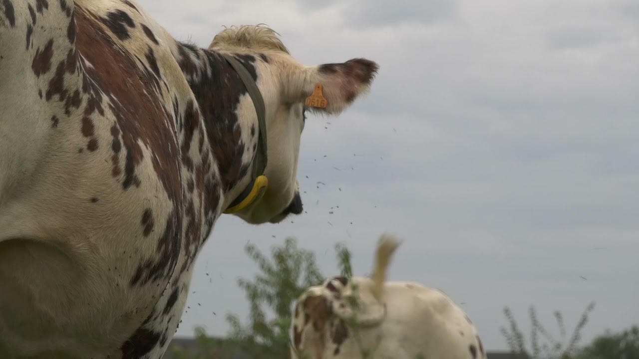 Lait bio : la Sarthe produit trop