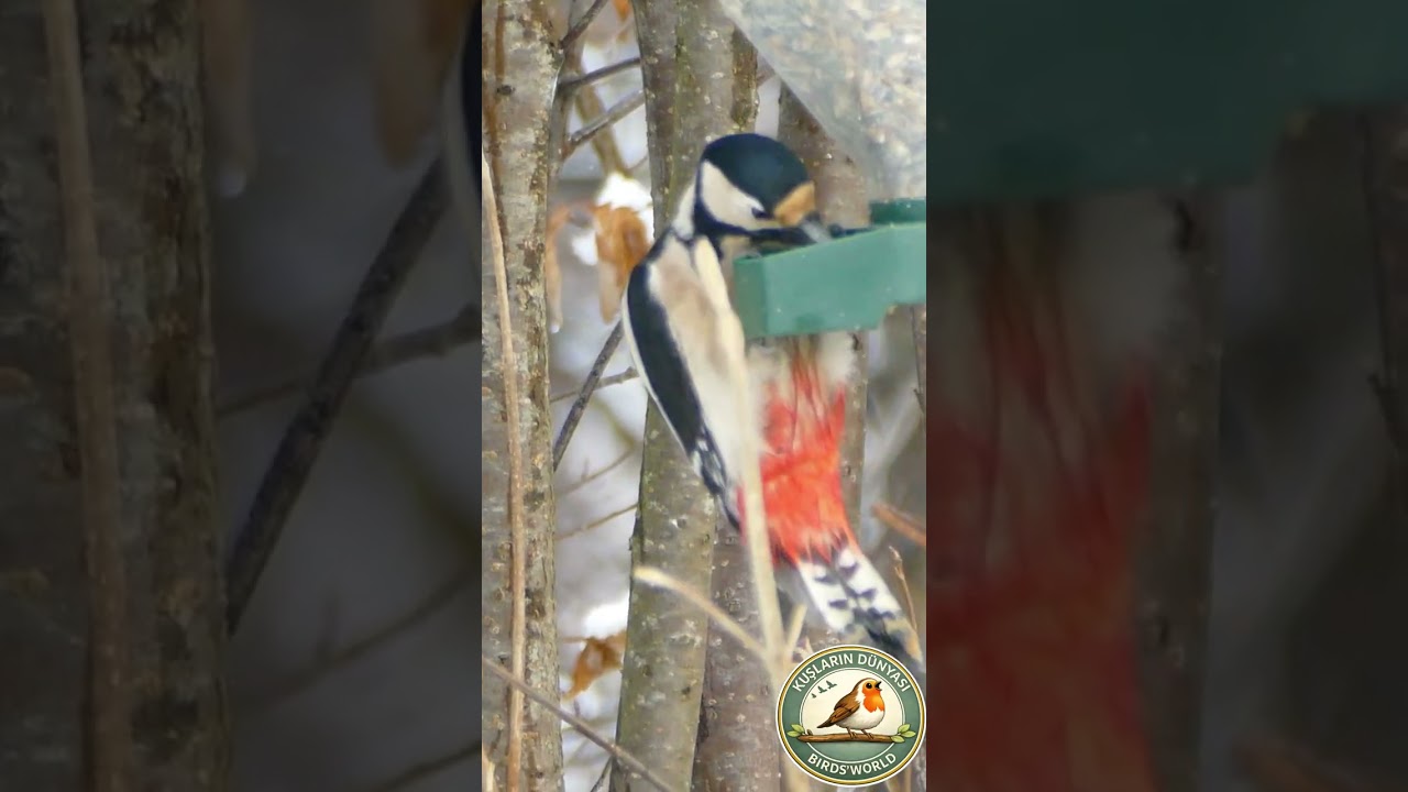 Dişi Karatavuk Başarabilecek mi? #karatavuk #shortvideo #birdfeeder #kuslar #wildlife #doğa