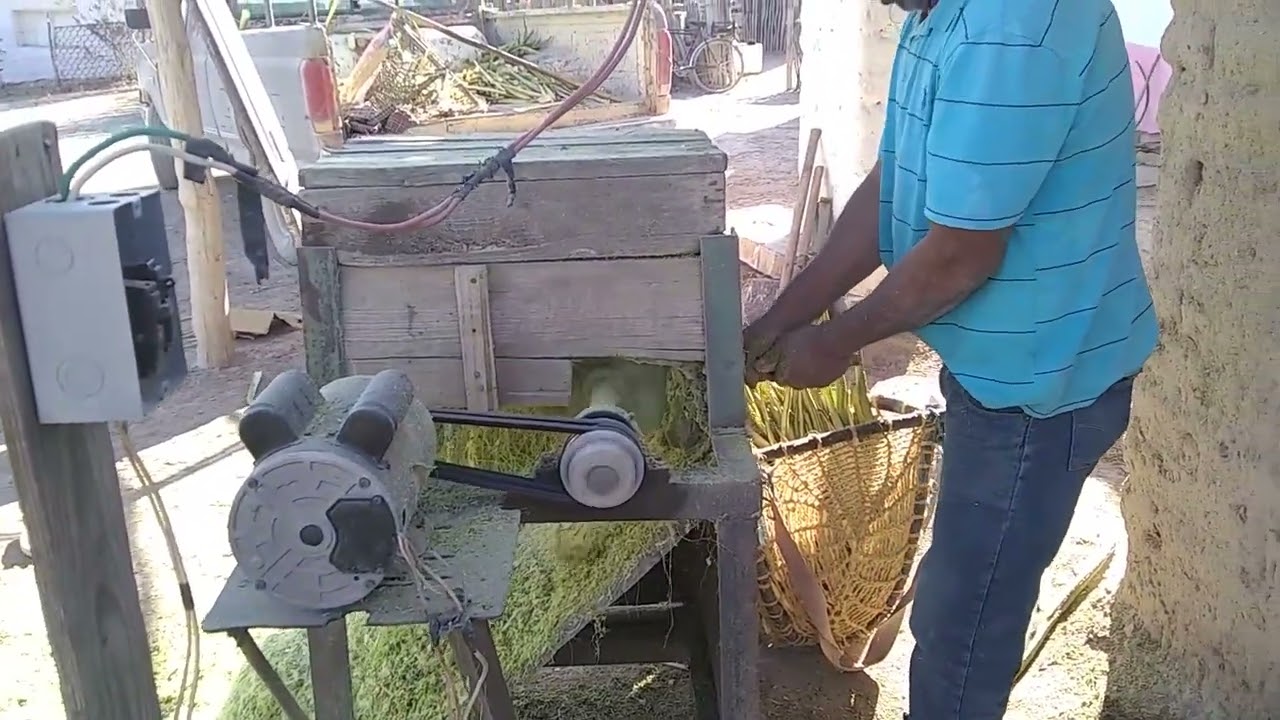 Tallando lechiguilla desierto Coahuilia
