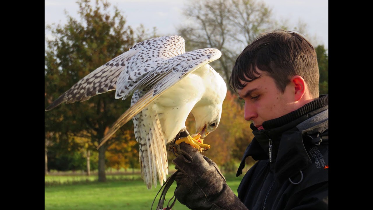 Falconry At The Hawking Centre