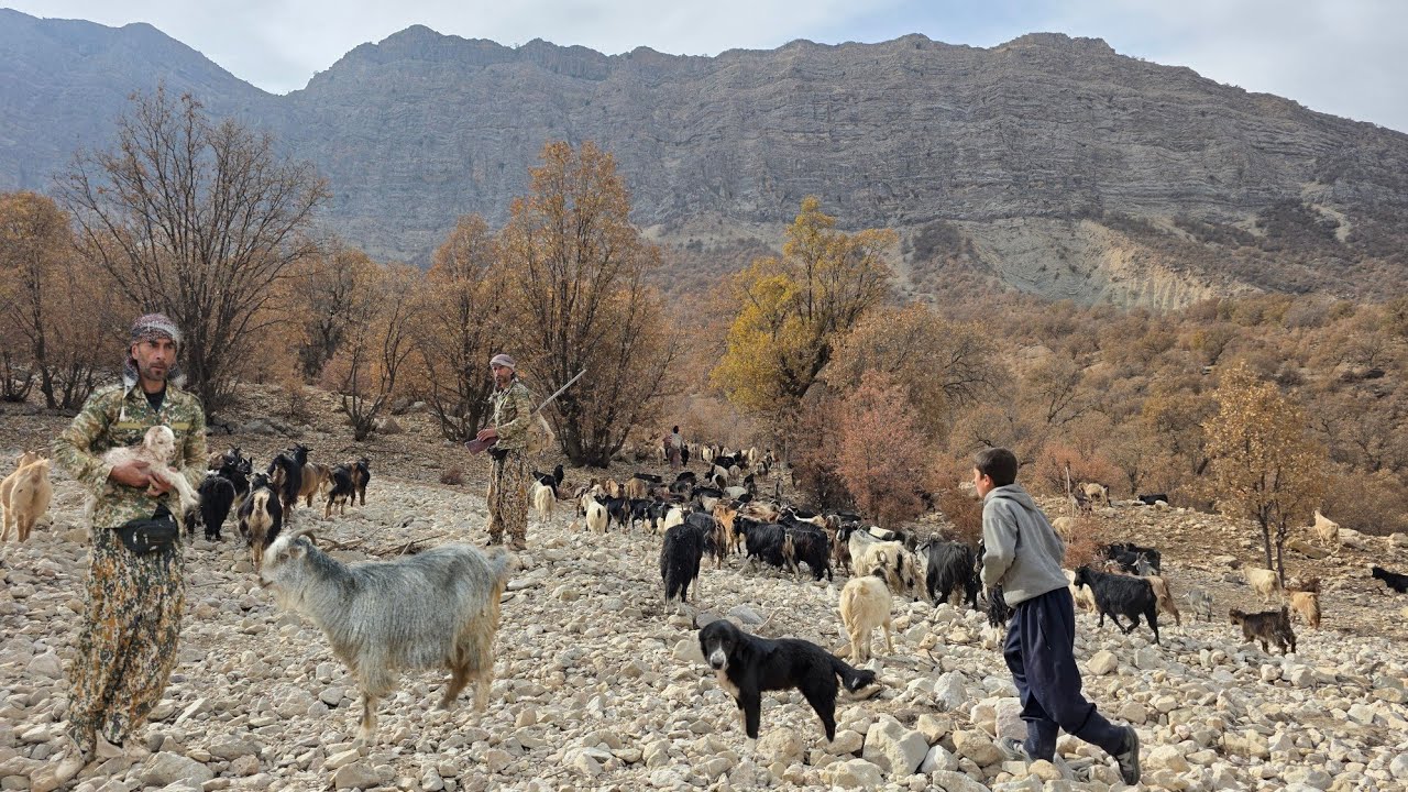 Nomadic Life | The Real Experience of Shepherding and Herding in the Mountains of Iran