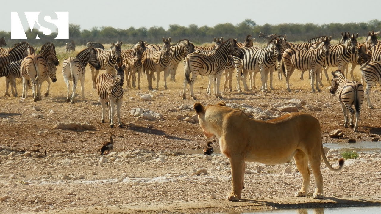 AFRYKAŃSKA SAWANNA | Śmiertelny Cykl Życia na Najdzikszej Ziemi &ndash; Film Dokumentalny o Zwierzętach