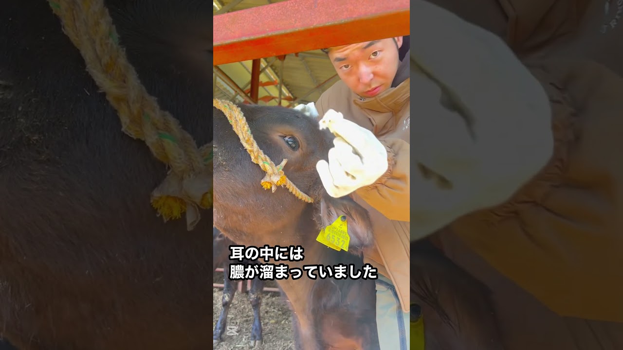 【牛の耳掃除】マイコプラズマ性中耳炎