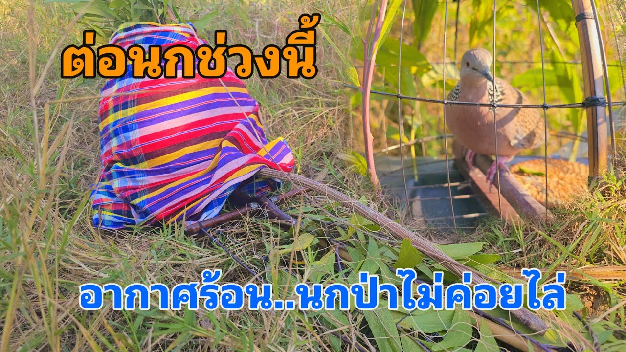 ต่อนกเขาใหญ่...นกป่าไม่ค่อยเล่น...แห้ว