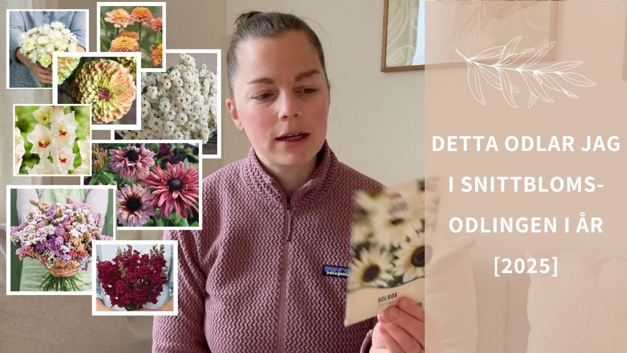 Mina snittblommor 2025 | Zinnia,rosenskära,risp, gräs,ranunkel,gladioler,dahlior,vädd, solrosor mm😅