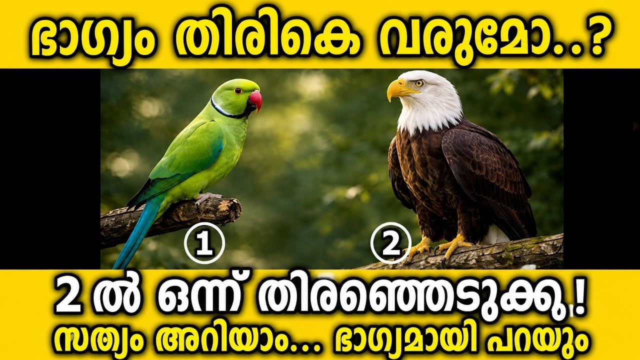 തത്തയോ പരുന്തോ? 🦜🦅 നിങ്ങളുടെ ഭാഗ്യം തിരികെ വരുമോ?Thodukuri Nakshatra voice⭐🌀