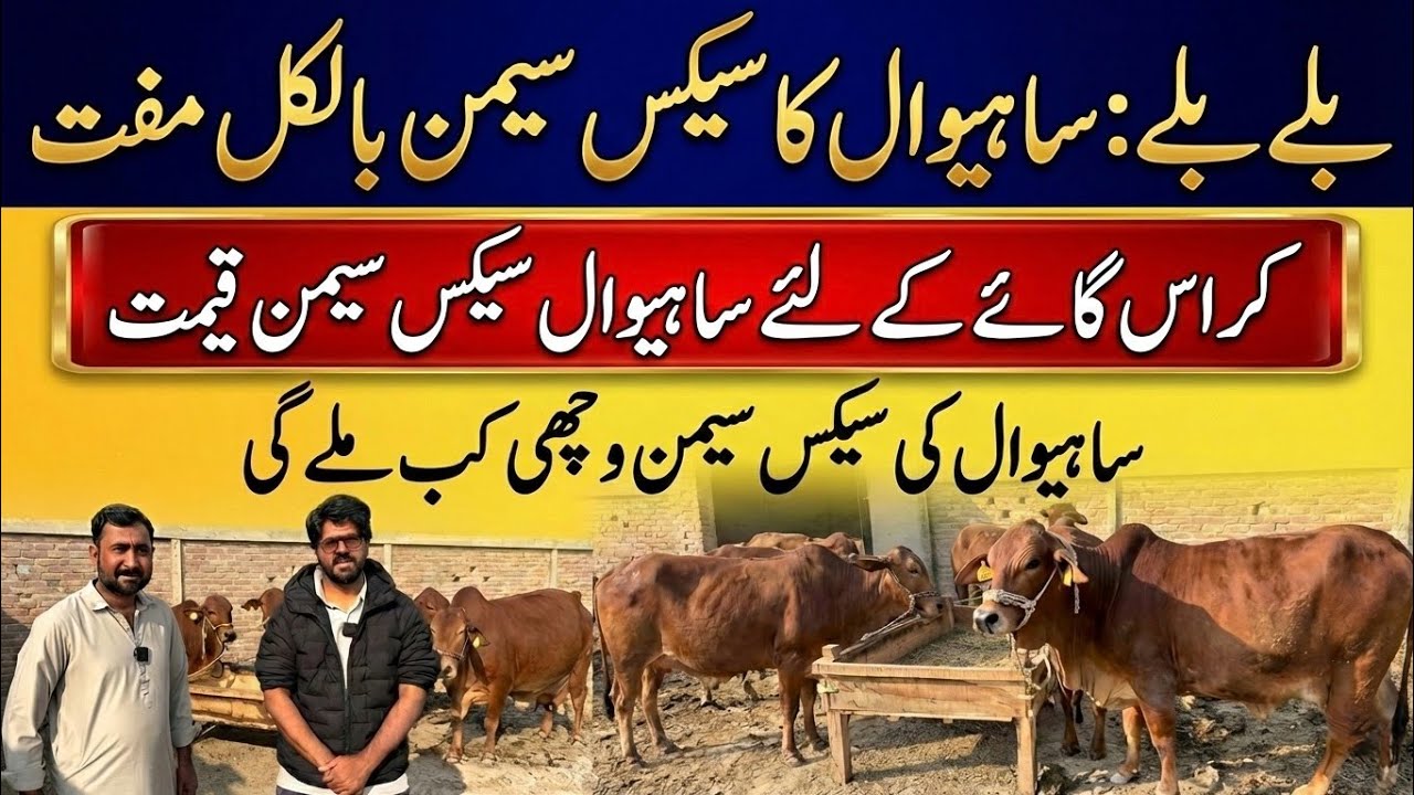 Free sahiwal cow سیکس semen II Sahiwal cow سیکس semen price for crossbred cows II Dr. MUZZAMMIL 